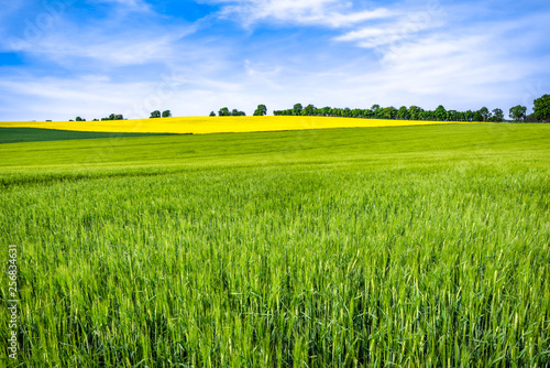 Agricultural field, green spring landscape photo