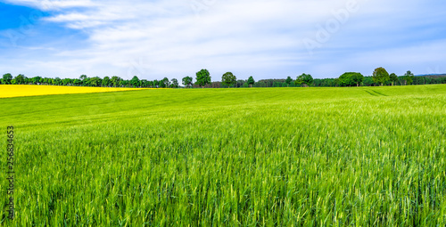 Green farm  panoramic view of farmland  crop of wheat on field  spring landscape