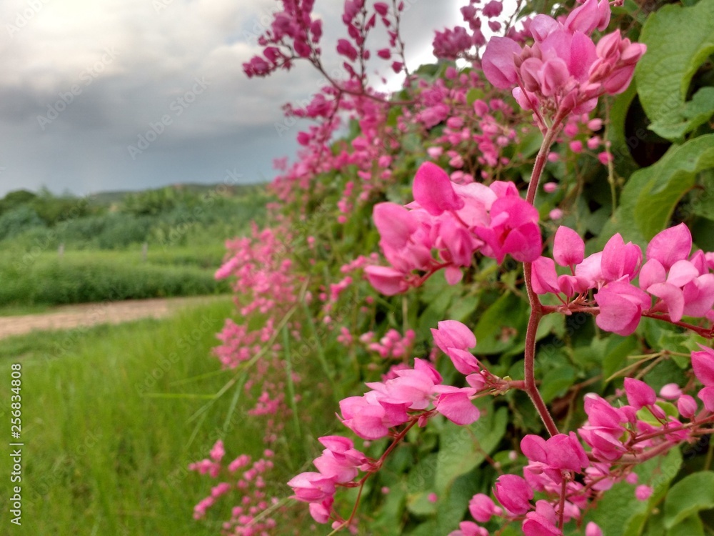 Fototapeta premium Pink flowers