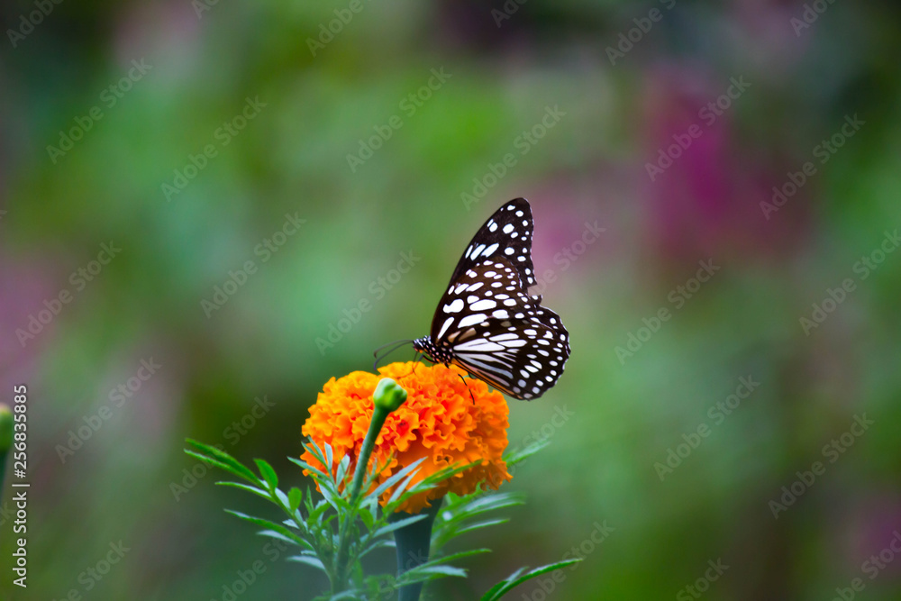 Marigold Flowers blooming away in natural light during Spring Marigold Flowers blooming away in natural light during Spring