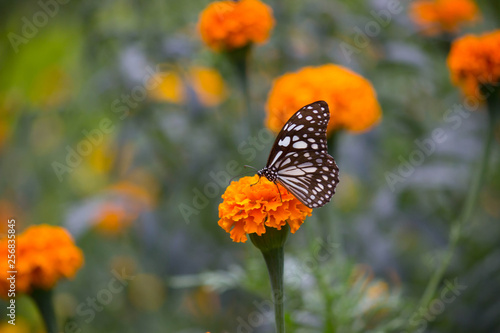Marigold Flowers blooming away in natural light during Spring © Robbie Ross