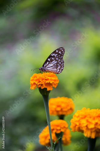 Marigold Flowers blooming away in natural light during Spring