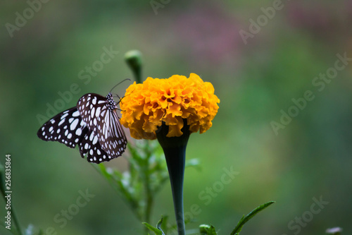 Blue Spotted Milkweed Butterfly sitting on the Marigold flower plants and drinking Nectar