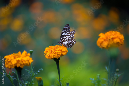 Marigold Flowers blooming away in natural light during Spring © Robbie Ross