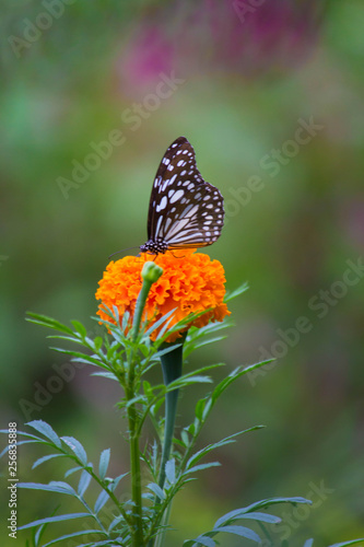  Blue Spotted Milkweed Butterfly sitting on the Marigold flower plants and drinking Nectar © Robbie Ross