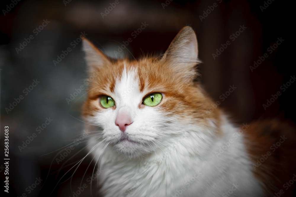 Portrait of a red cat with white spots