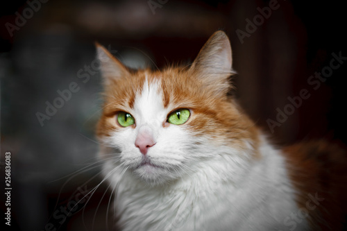 Portrait of a red cat with white spots © yulanaom