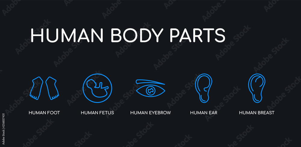 5 outline stroke blue human breast, human ear, human eyebrow, fetus, foot icons from body parts collection on black background. line editable linear thin icons. 5 outline stroke blue human breast, human ear, human eyebrow, fetus, foot icons from body parts collection on black background. line editable linear thin icons.