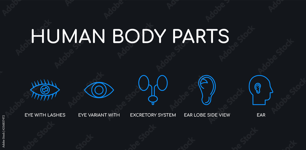 5 outline stroke blue ear, ear lobe side view, excretory system, eye variant with enlarged pupil, eye with lashes icons from human body parts collection on black background. line editable linear 5 outline stroke blue ear, ear lobe side view, excretory system, eye variant with enlarged pupil, eye with lashes icons from human body parts collection on black background. line editable linear