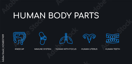 5 outline stroke blue human teeth, human uterus, human with focus on the lungs, immune system, kneecap icons from body parts collection on black background. line editable linear thin icons.