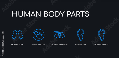 5 outline stroke blue human breast, human ear, human eyebrow, fetus, foot icons from body parts collection on black background. line editable linear thin icons.