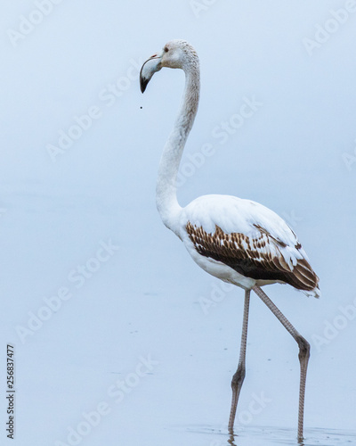 Papier peint White juvenile flamingo standing in a lake in Rodopi, Greece during the blue hou