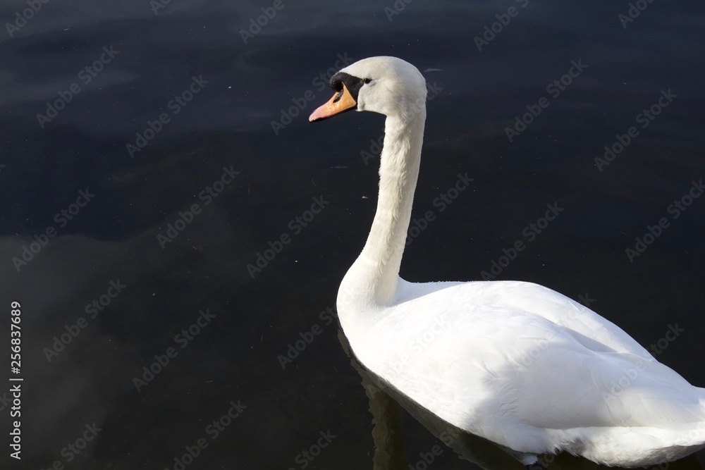 swan on lake swan on lake
