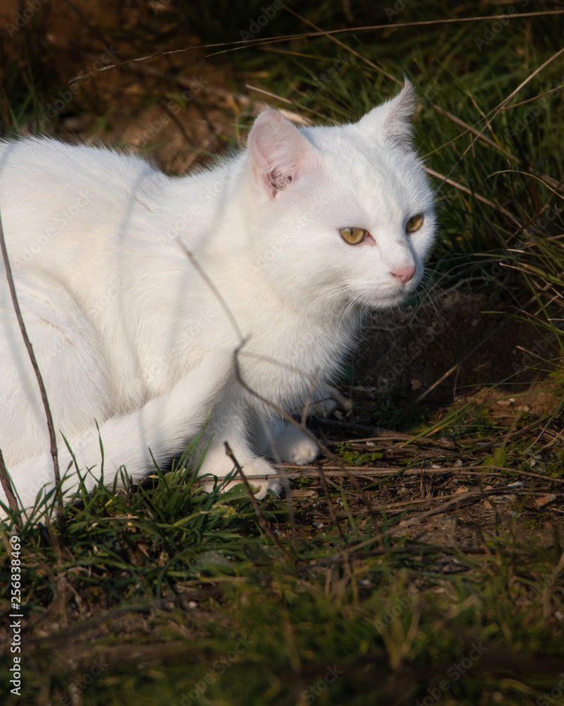 Fototapeta premium Beautiful white cat with yellow eyes sitting on the grass
