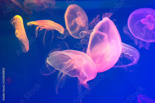 several colorful jellyfish on blue background