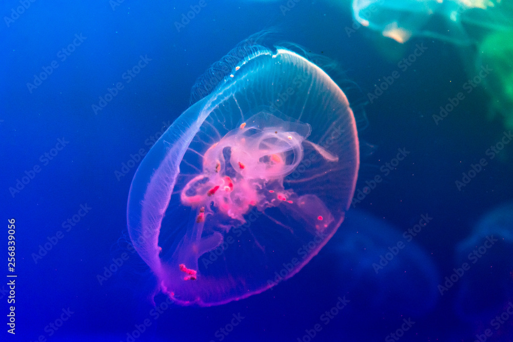 blue with pink jellyfish on blue background blue with pink jellyfish on blue background