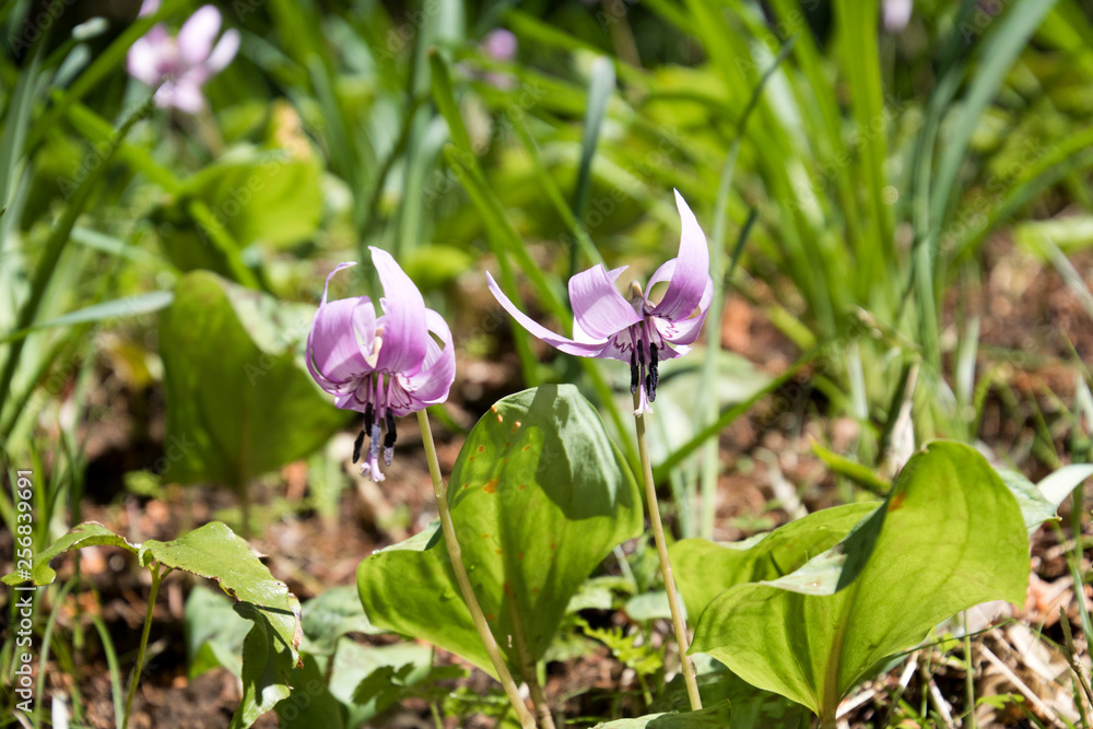カタクリの花 Dogtooth violet カタクリの花 Dogtooth violet