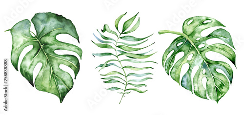 Watercolor monstera leaves set. Tropical plant illustration photo