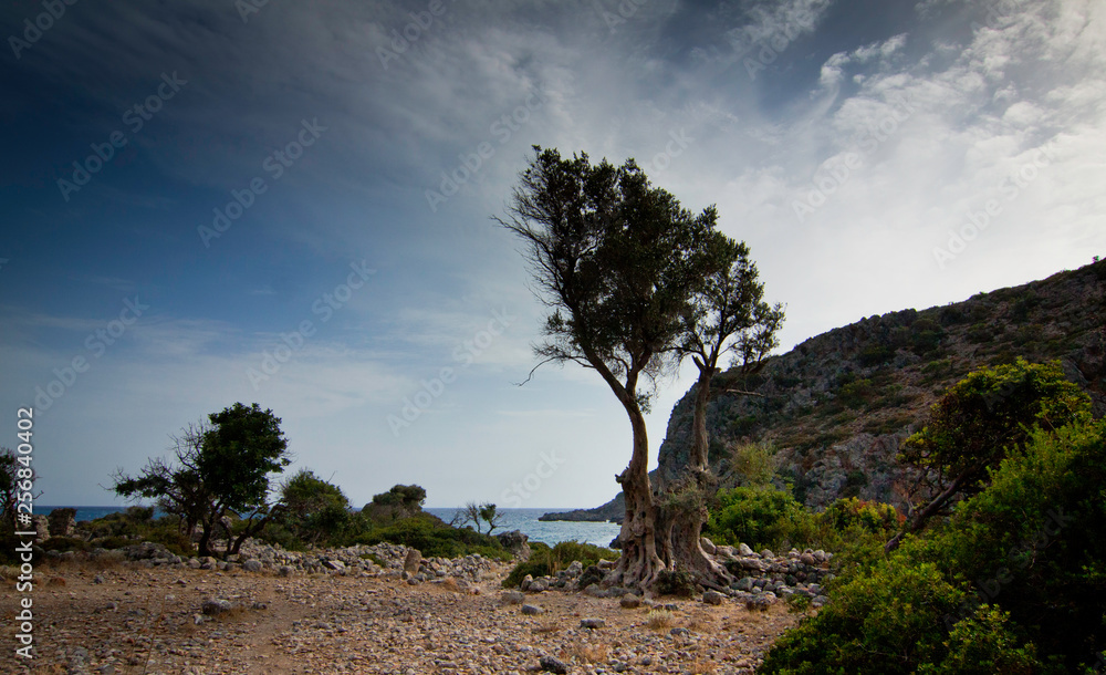 Greece,Crete, Olive Tree at the Sea Greece,Crete, Olive Tree at the Sea