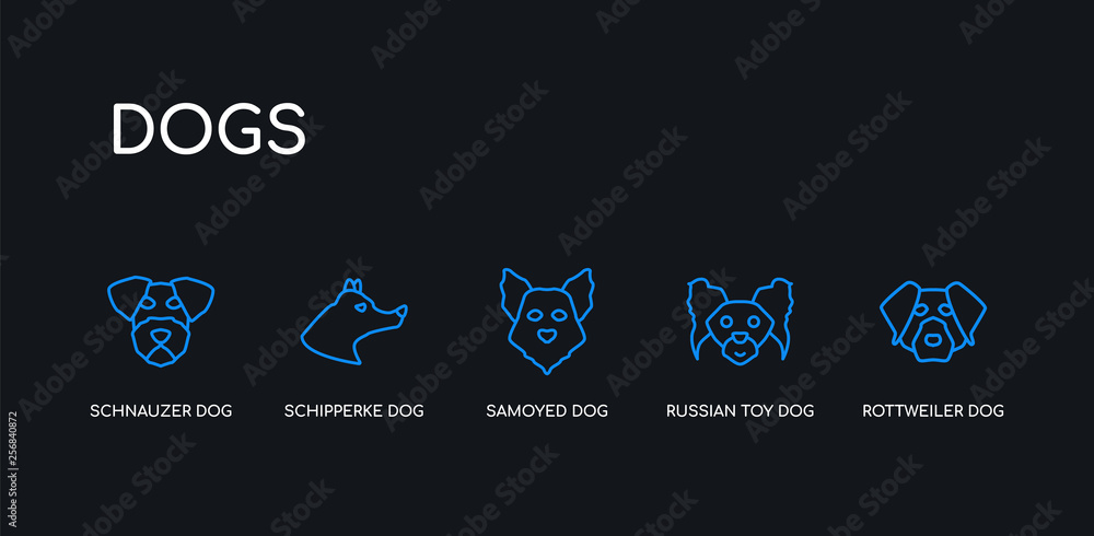 Naklejka premium 5 outline stroke blue rottweiler dog, russian toy dog, samoyed dog, schipperke schnauzer icons from dogs collection on black background. line editable linear thin icons.