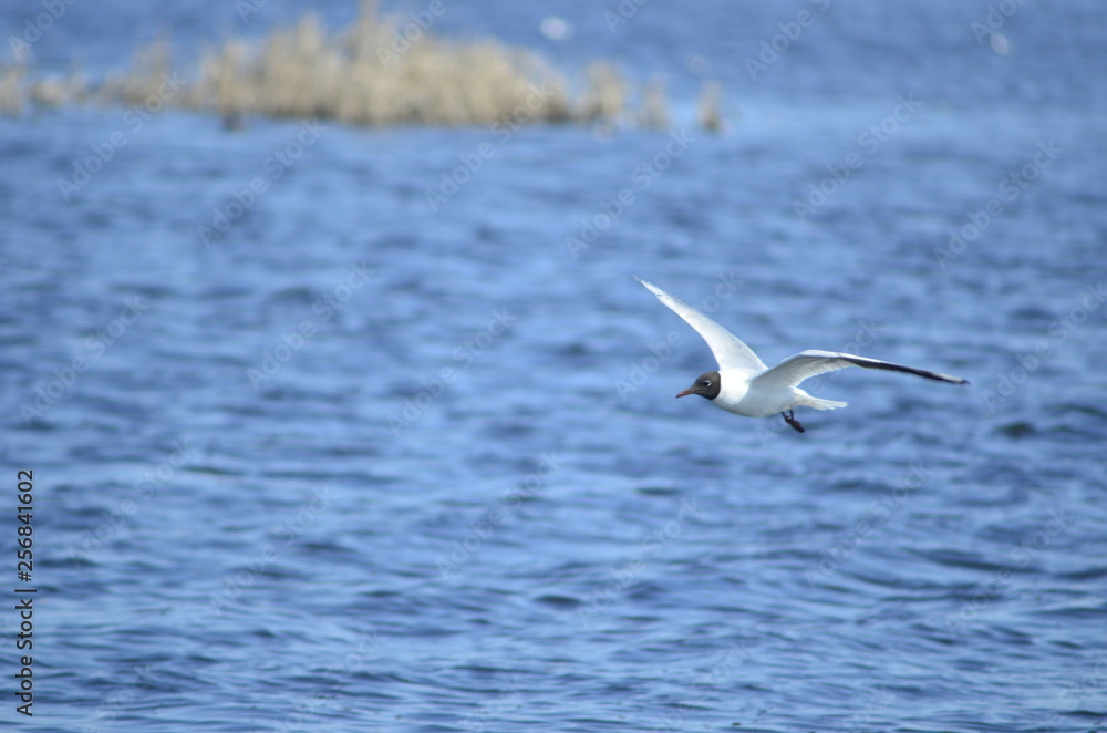 gulls water wildlife, river, bushes, birds, waterfowl, people, flight, wings, nesting, mating season of birds gulls water wildlife, river, bushes, birds, waterfowl, people, flight, wings, nesting, mating season of birds