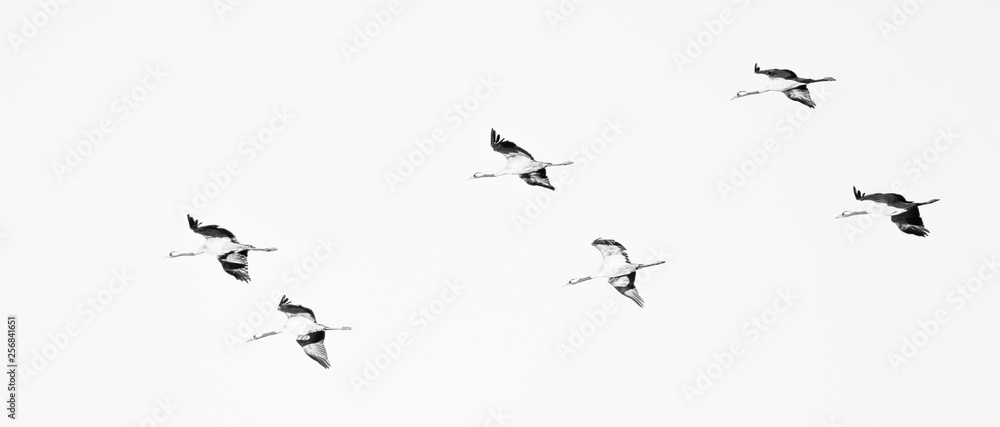 Common crane (Grus grus) flies in formation on the way to Hornborgasjon in Sweden in black and white Common crane (Grus grus) flies in formation on the way to Hornborgasjon in Sweden in black and white
