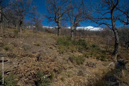 Tree Line Approach