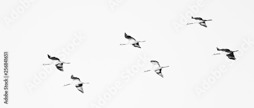 Common crane  Grus grus  flies in formation on the way to Hornborgasjon in Sweden in black and white