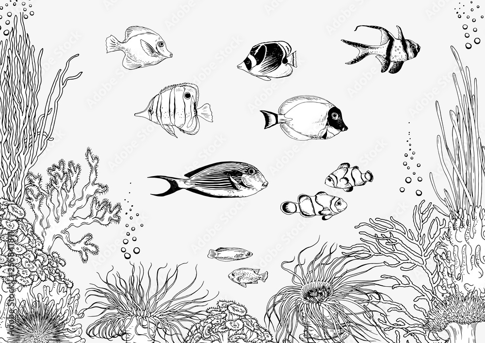 Coral reef with tropical fishes. Black and white vector illustration ...