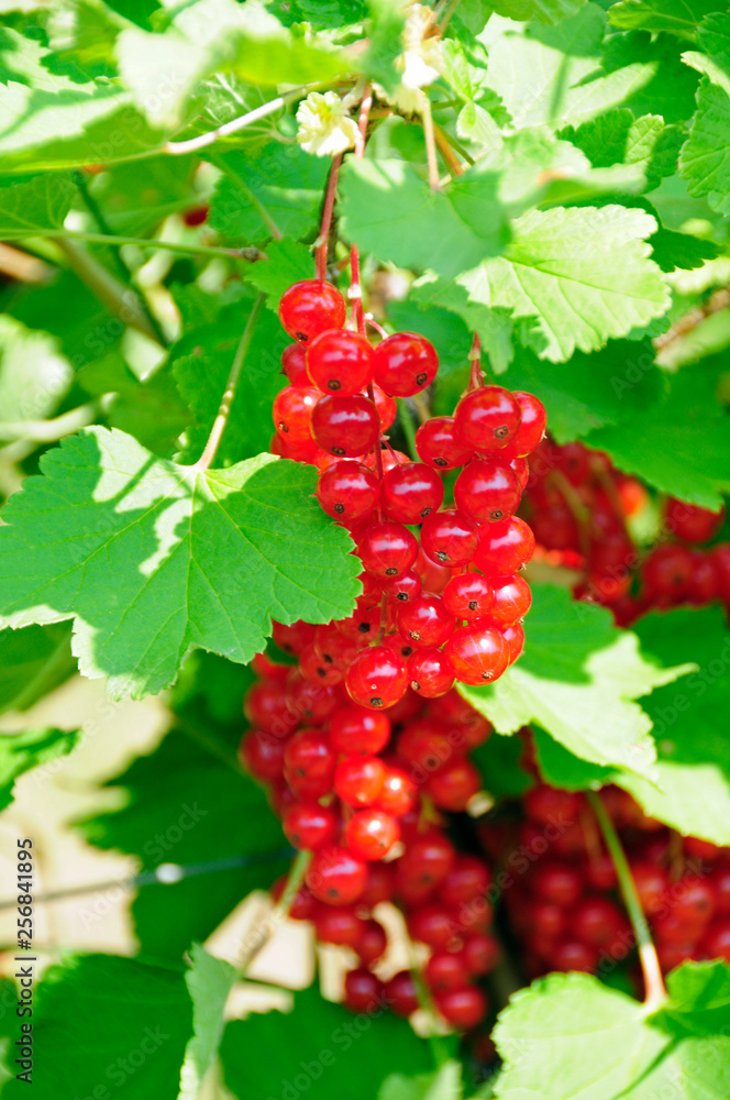 Johannisbeeren