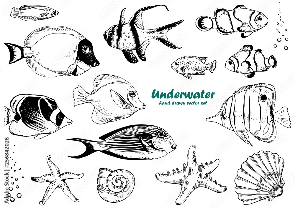 Obraz premium Set of tropical fishes, starfishes and shells. Black and white vector. Isolated elements for design.
