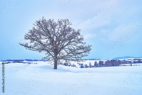 Dry solo Oak tree called 