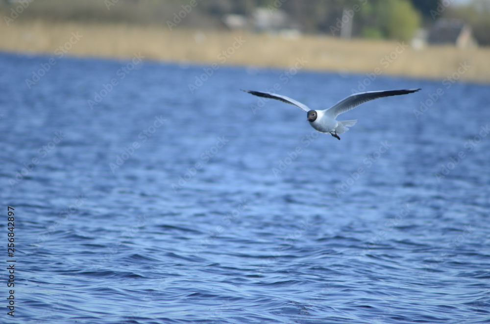 gulls water wildlife, river, bushes, birds, waterfowl, people, flight, wings, nesting, mating season of birds gulls water wildlife, river, bushes, birds, waterfowl, people, flight, wings, nesting, mating season of birds