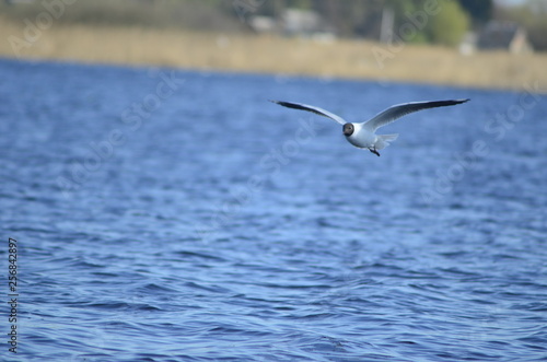  gulls water wildlife, river, bushes, birds, waterfowl, people, flight, wings, nesting, mating season of birds © Александр Франко