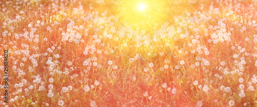 field of white dandelions at dawn the sun rises