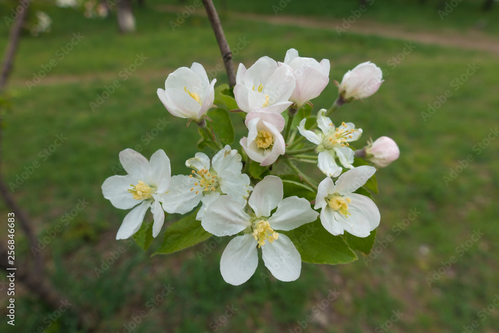 Cyme of apple blossom in late April Cyme of apple blossom in late April