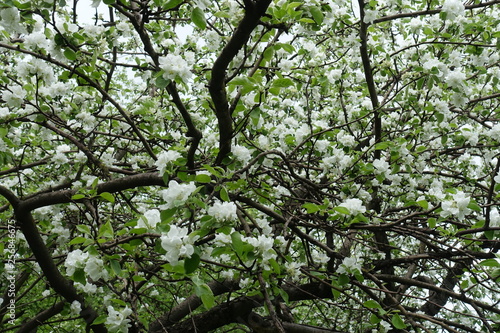 Crown of blossoming apple tree in spring orchard