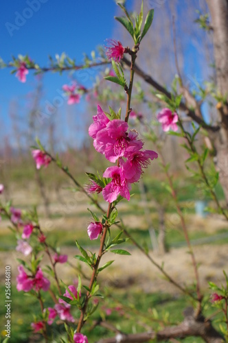 Arbres fruitiers p  cher en fleur rose au printemps et montagne en fond