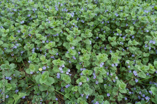 фотографія Lots of small violet flowers of Glechoma hederacea in spring