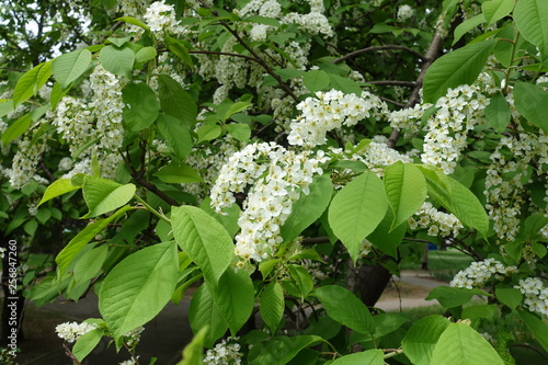 Foliage and white flowers of bird cherry in spring