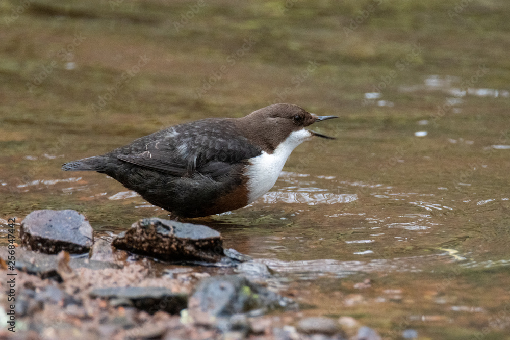 Dipper (Cinclus) 