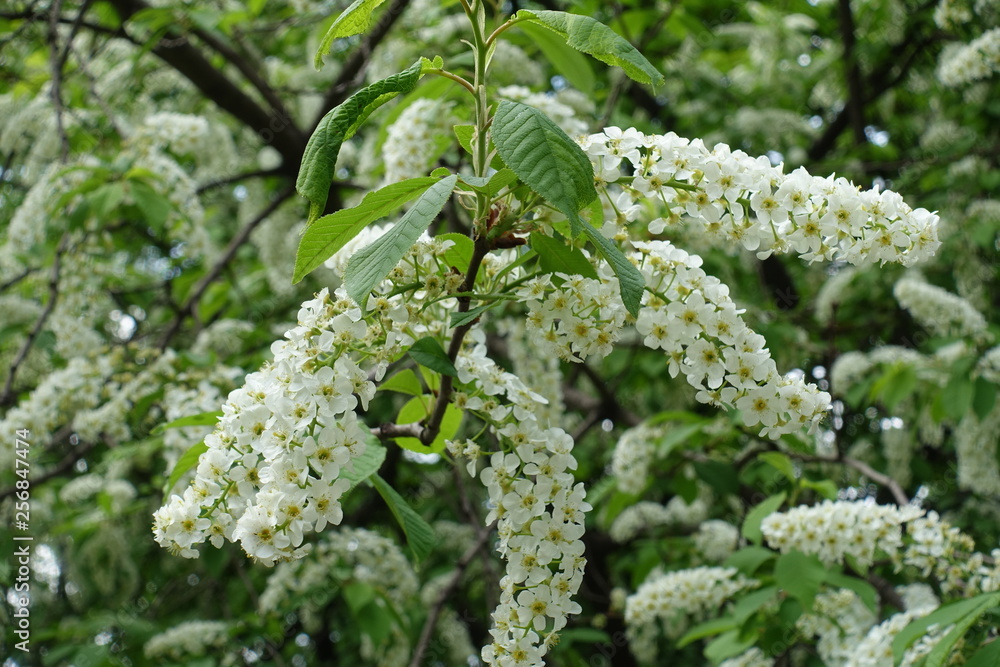 Obraz premium Slender racemes of white flowers of bird cherry in spring