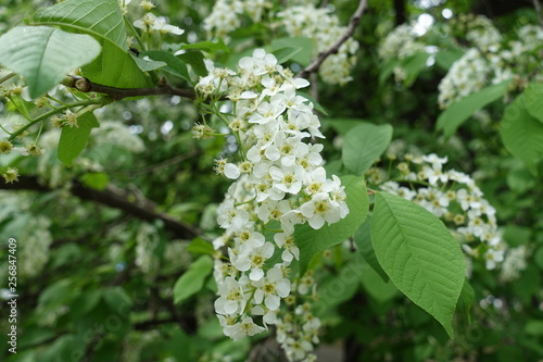Raceme of white flowers of bird cherry in spring