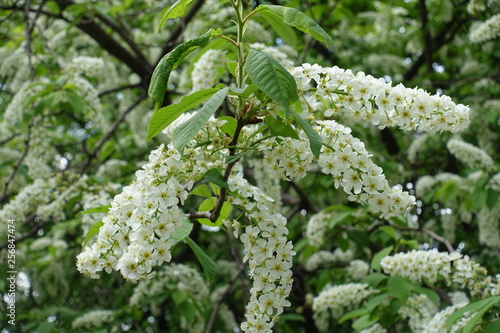 Slender racemes of white flowers of bird cherry in spring