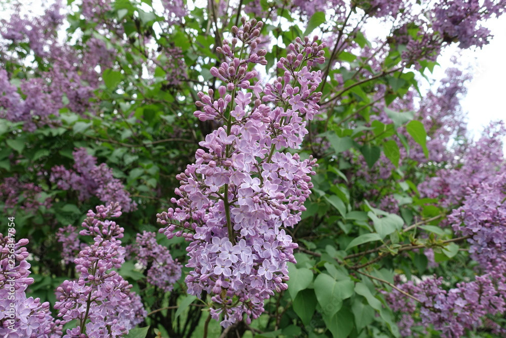 Obraz premium Dense panicle of flowers of common lilac in spring