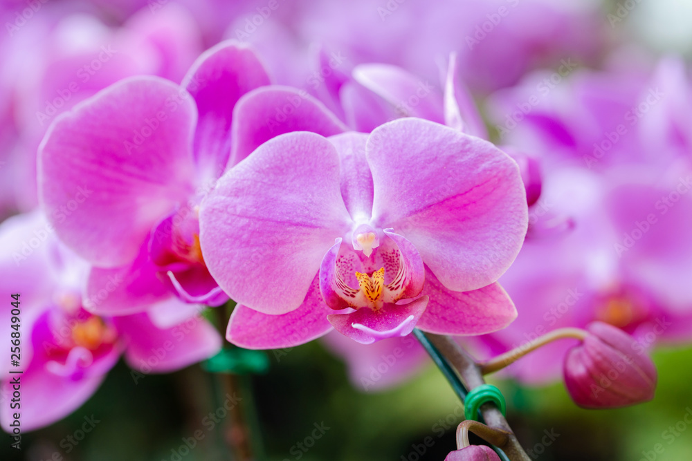 Orchid flower in orchid garden at winter or spring day for beauty and agriculture concept design. Phalaenopsis orchid. Orchid flower in orchid garden at winter or spring day for beauty and agriculture concept design. Phalaenopsis orchid.