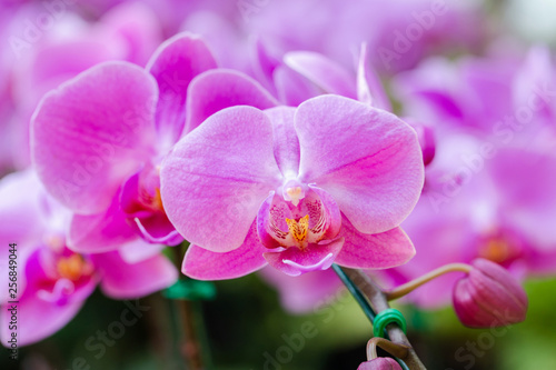 Fototapeta Naklejka Na Ścianę i Meble -  Orchid flower in orchid garden at winter or spring day for beauty and agriculture concept design. Phalaenopsis orchid.