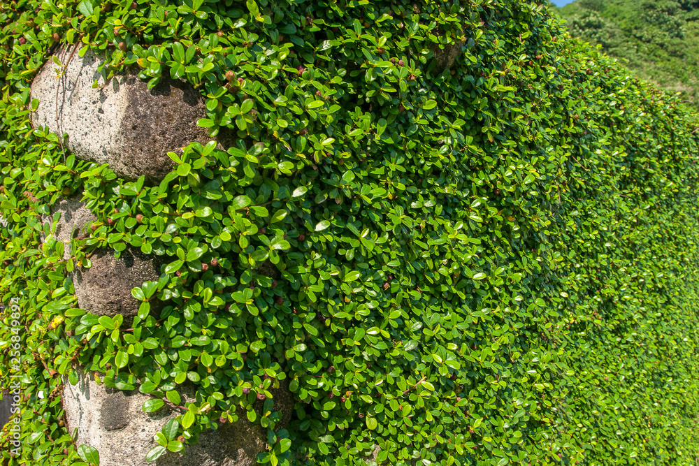 Obraz premium green wall