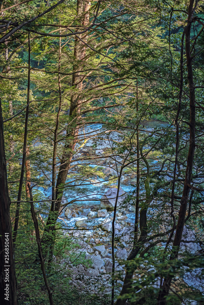 Obraz premium 渓谷の渓流