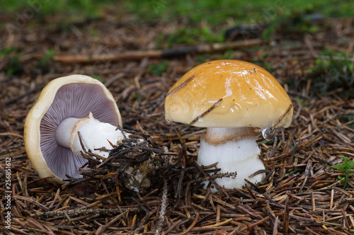 Cortinarius varius in the wet spruce forest, also known as the contrary webcap. Edible mushroom, natural environment.